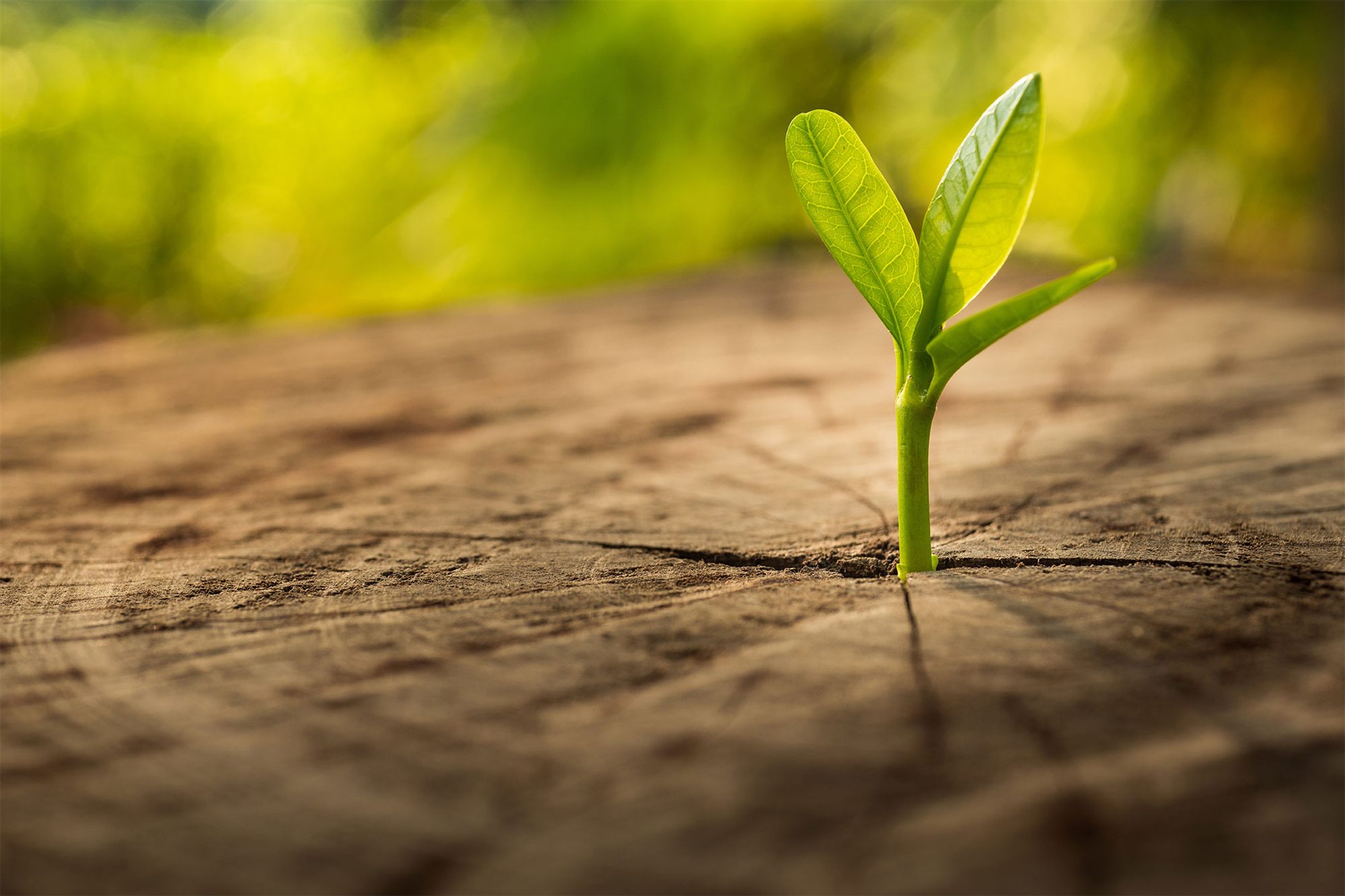 A seedling growing from a tree stump