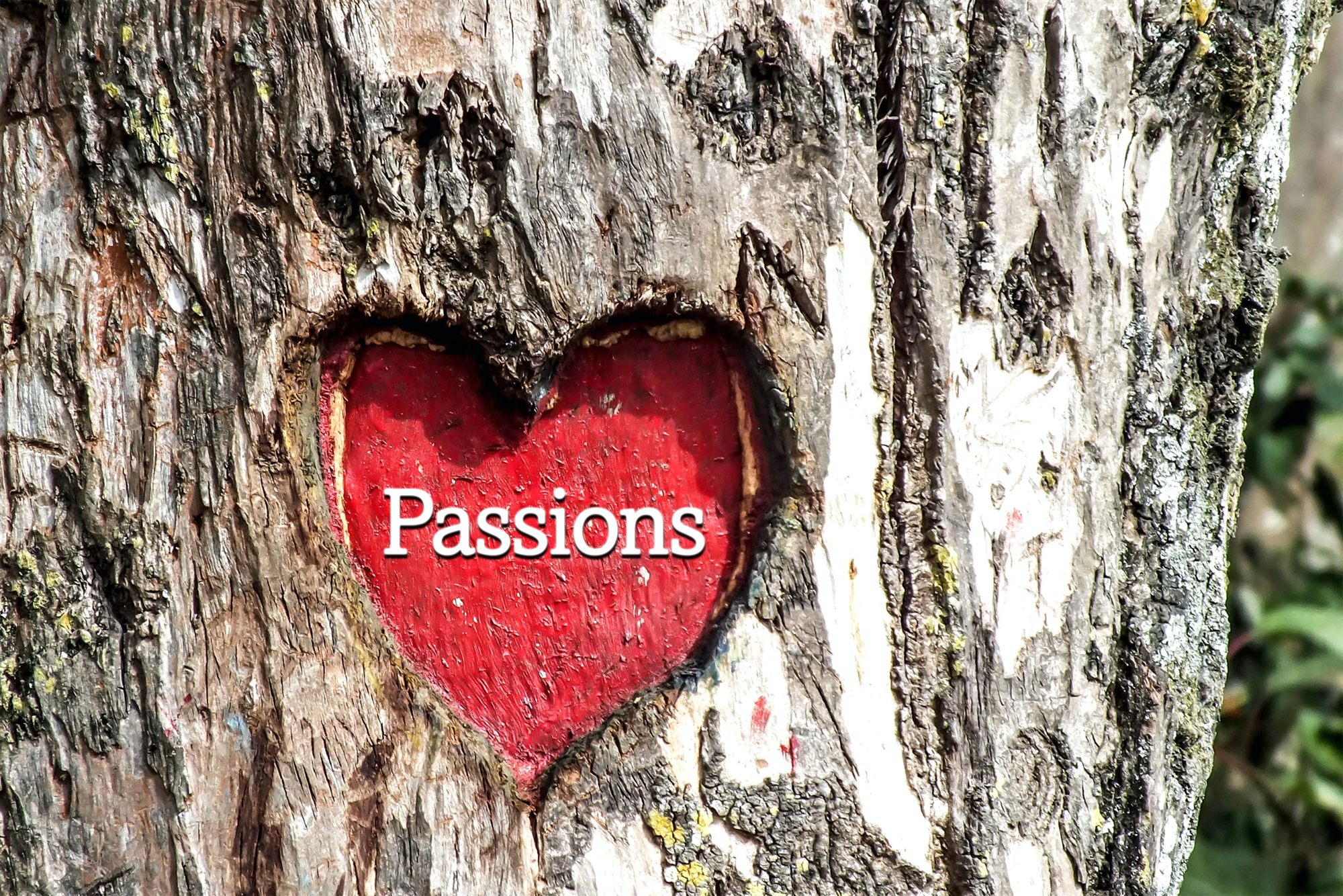 A heart carved into tree bark reading Passions